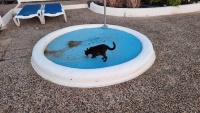 Besuch von einer Katze.